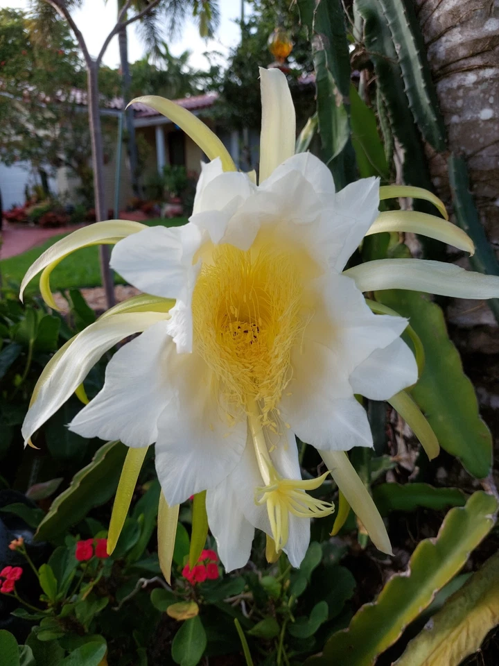 Hylocereus undatus Dragon Fruit Cutting – 8 Inch Live Vining Cactus for Propagation, Pitaya Planting, Climbing Cactus