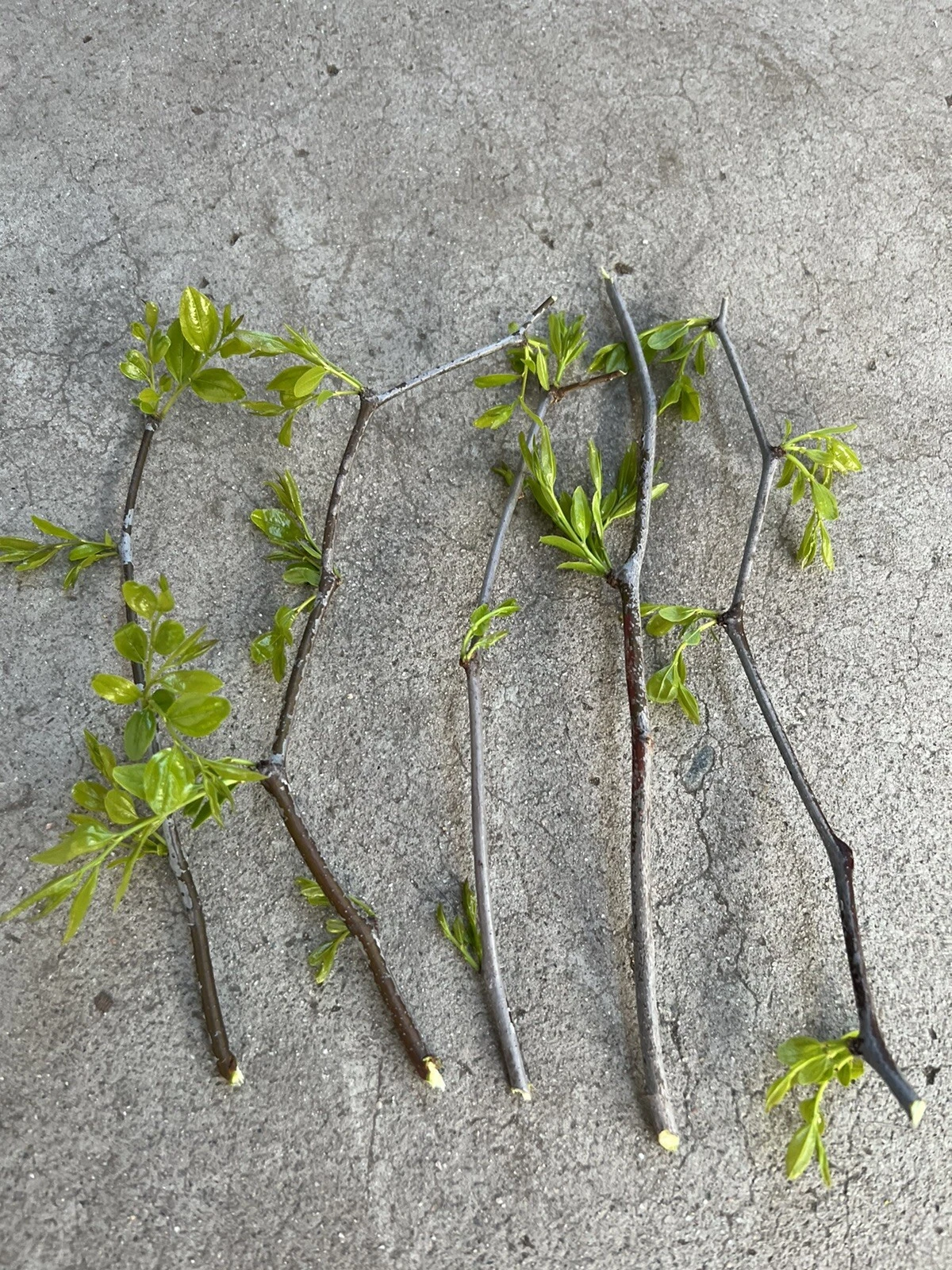 Lang Jujube Tree Cuttings – 5 Fresh Unrooted Chinese Red Date Ziziphus Jujuba Propagation for Orchard and Garden