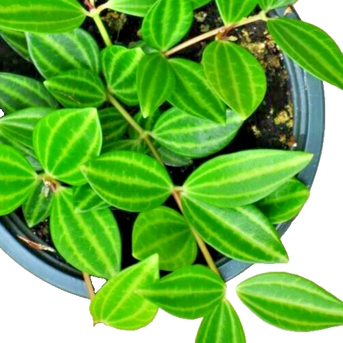 5 Live Unrooted Cuttings Peperomia Angulata Variegated "Funky Frog" Rare Indoor Houseplant for Propagation