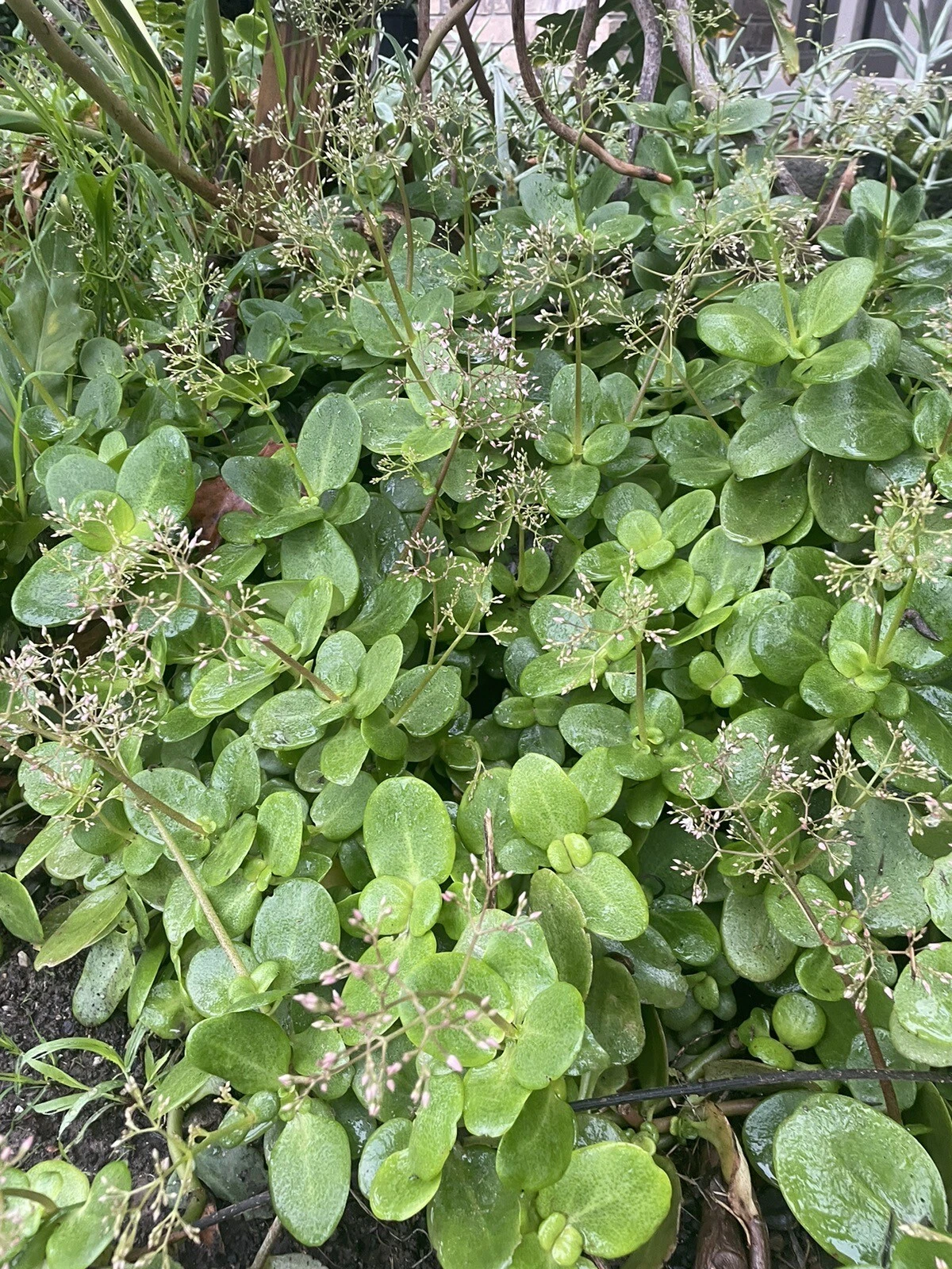 Fairy Crassula Cuttings – 3 Succulent Stems, Crassula multicava, Easy to Root, Green Foliage, for Propagation and Fairy Gardens
