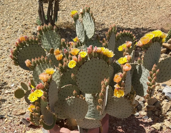 Opuntia rufida Clock Face Cactus Pad – 1 Live Cold Hardy Prickly Pear Segment for Succulent Collection