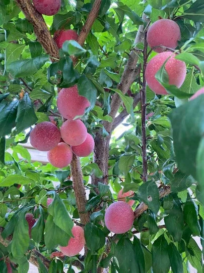 Sweet Pluerry Fruit Tree Scions – Plum Cherry Hybrid Grafting Cuttings – Fresh 1-Year Wood for Fruit Tree Propagation