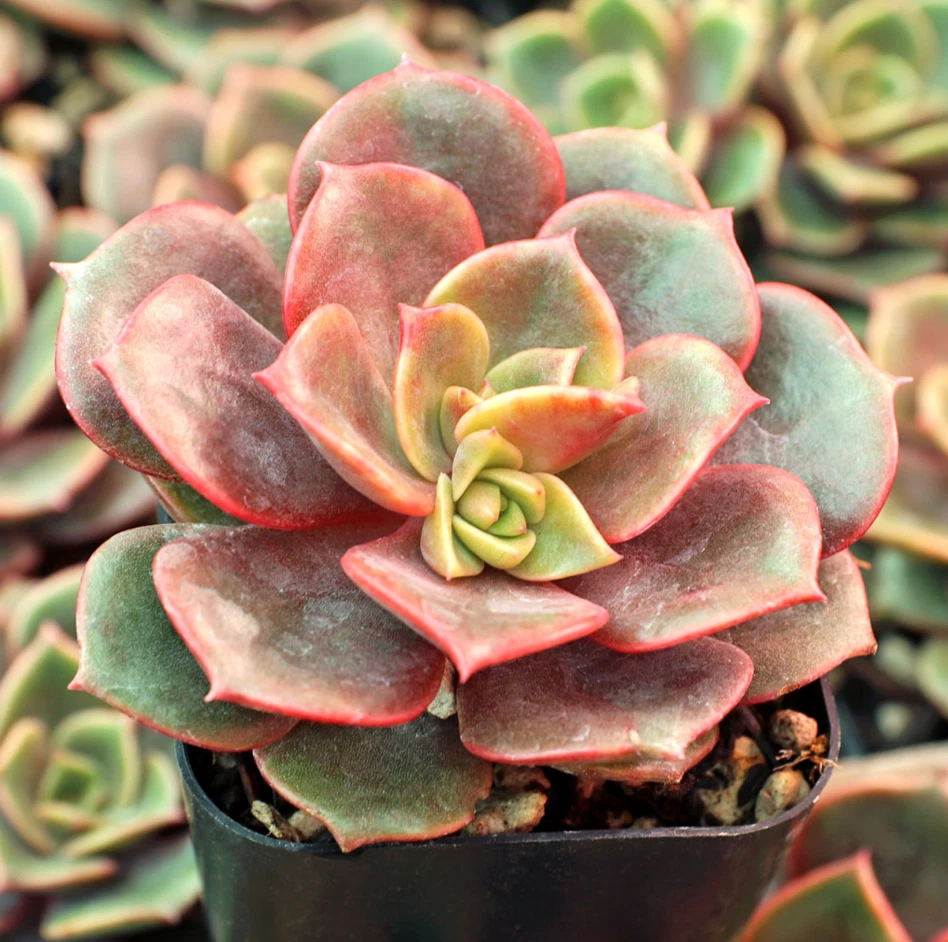 Echeveria Vampire Red Ball Succulent Live Plant – 2 Inch Potted Red Foliage, Indoor Outdoor Perennial Rosette