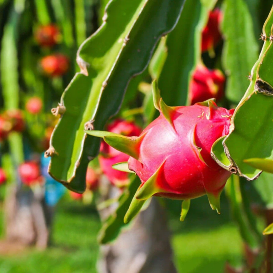 Red Dragon Fruit Plant – Live 4-Inch Potted Hylocereus Cactus, Climbing Fruit Vine for Home Gardens