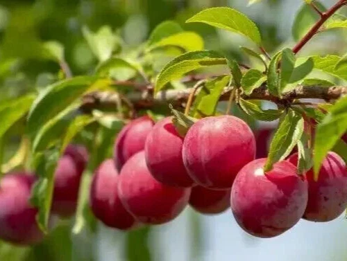 Plum Tree Cuttings – 13 Unrooted Prunus domestica Fruit Tree Propagation Starter for Gardeners