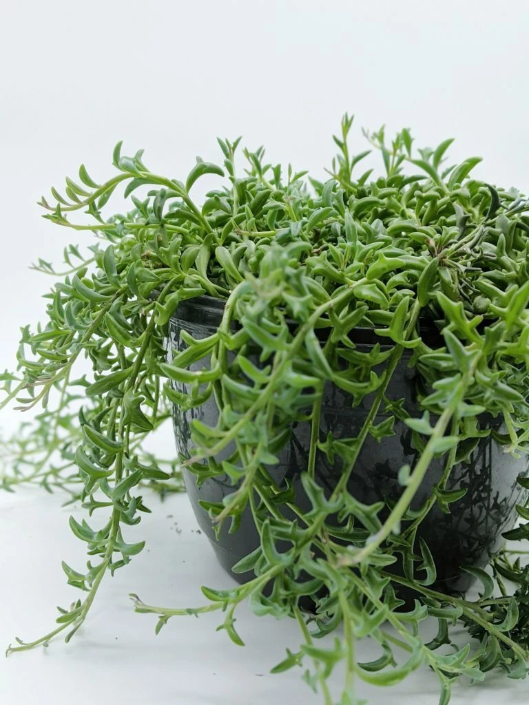 String of Dolphins Cuttings – 3 Unrooted Senecio Peregrinus Stems for Rooting, Dolphin-Shaped Succulent, Trailing Plant Propagation