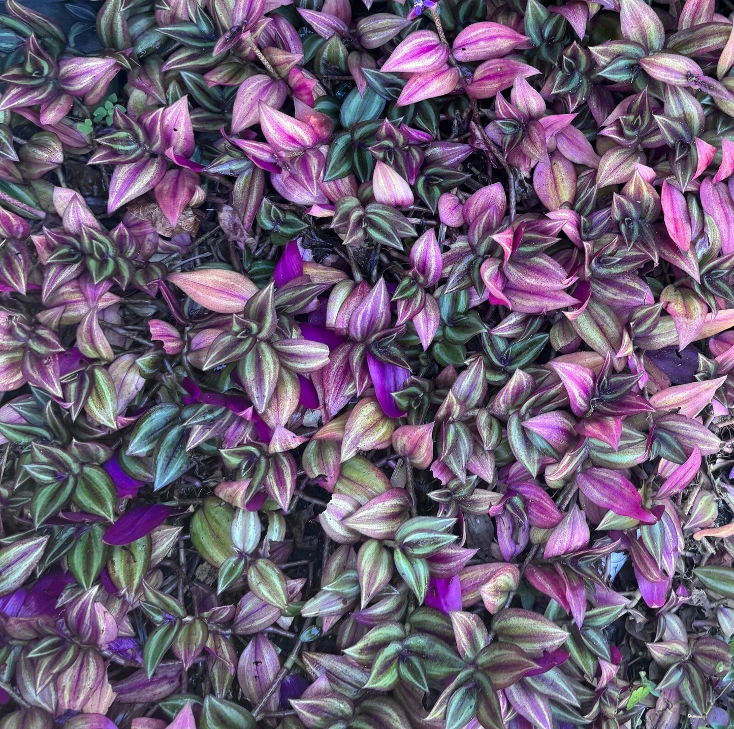 Tradescantia Zebrina Cuttings Bundle of 5 Unrooted Stems for Propagation, Purple Silver Variegated Wandering Jew Plant