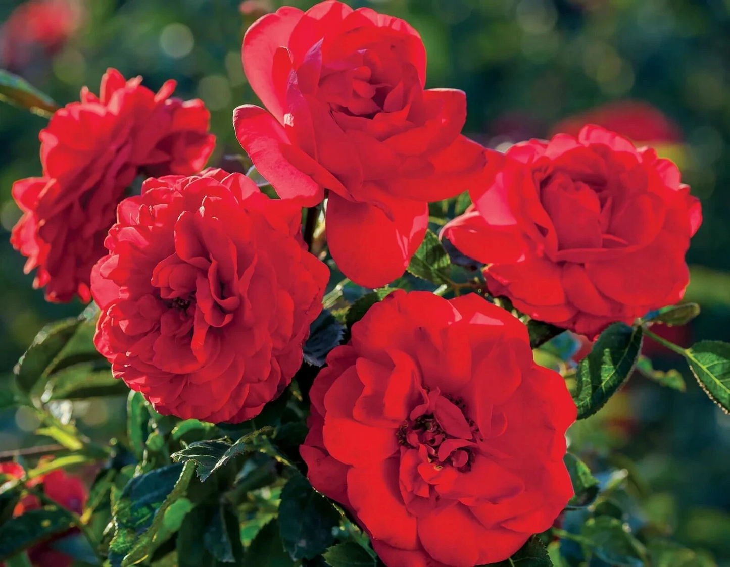 Canyon Road Floribunda Rose Cuttings – 6 Fresh Stems, Bright Brick Red Blooms, Garden Planting, Rose Propagation