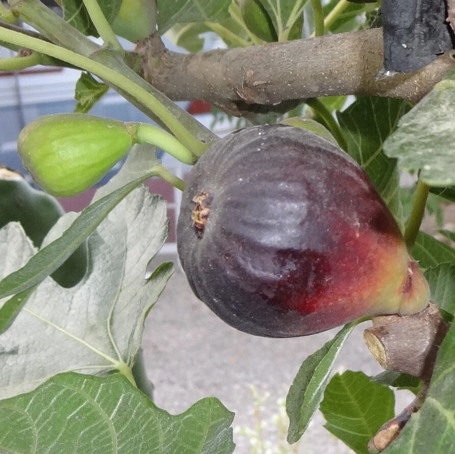 Petite Negri Fig Cuttings – 2 Fresh Dwarf Ficus Carica Propagation Plants for Zones 8–10