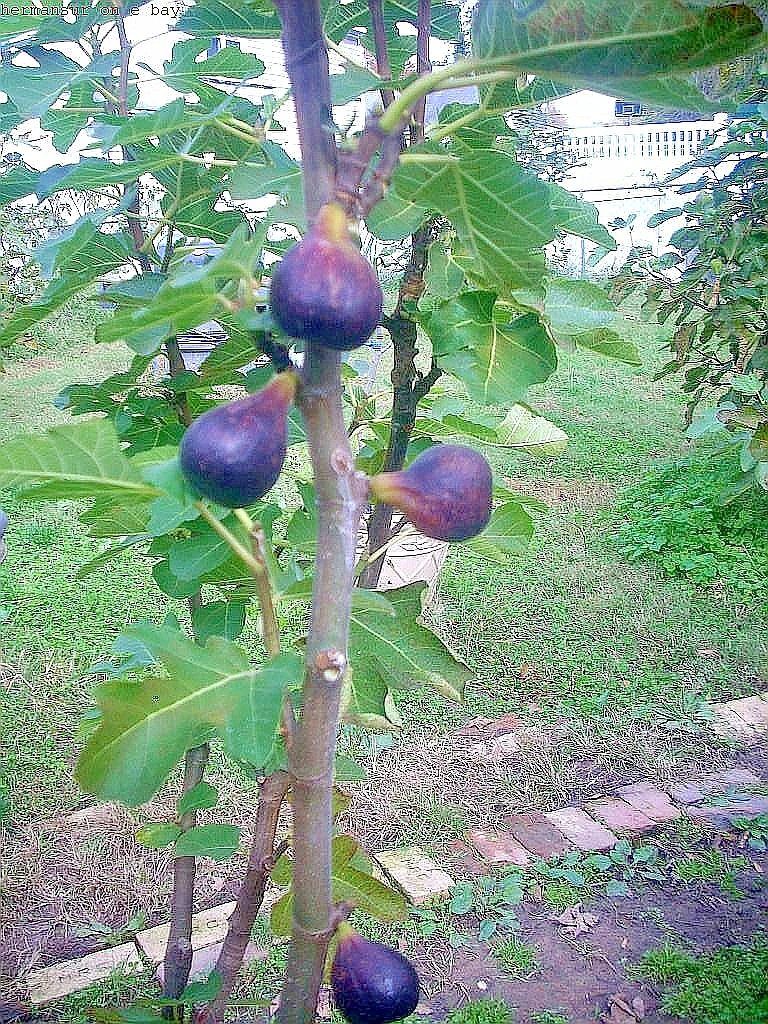Vasilika Black Fig Tree Cuttings – Ficus carica, 6 Unrooted Hardwood Propagation Cuttings