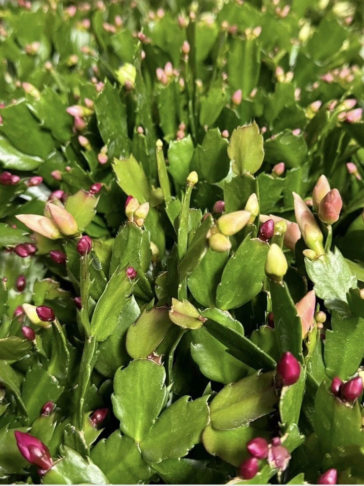 Christmas Cactus Cuttings – 12 Live Schlumbergera Propagules with Mixed Flower Colors for Holiday Planting