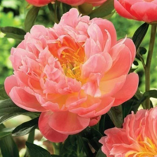 Peony Bare Root Planting – Pink Hawaiian Coral Paeonia hybrid Perennial Flower Zones 3–9