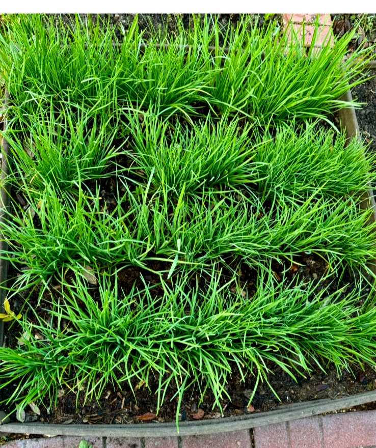 Garlic Chives Live Plants – 30+ Bare Root Perennial Starts Allium Tuberosum for Garden & Containers