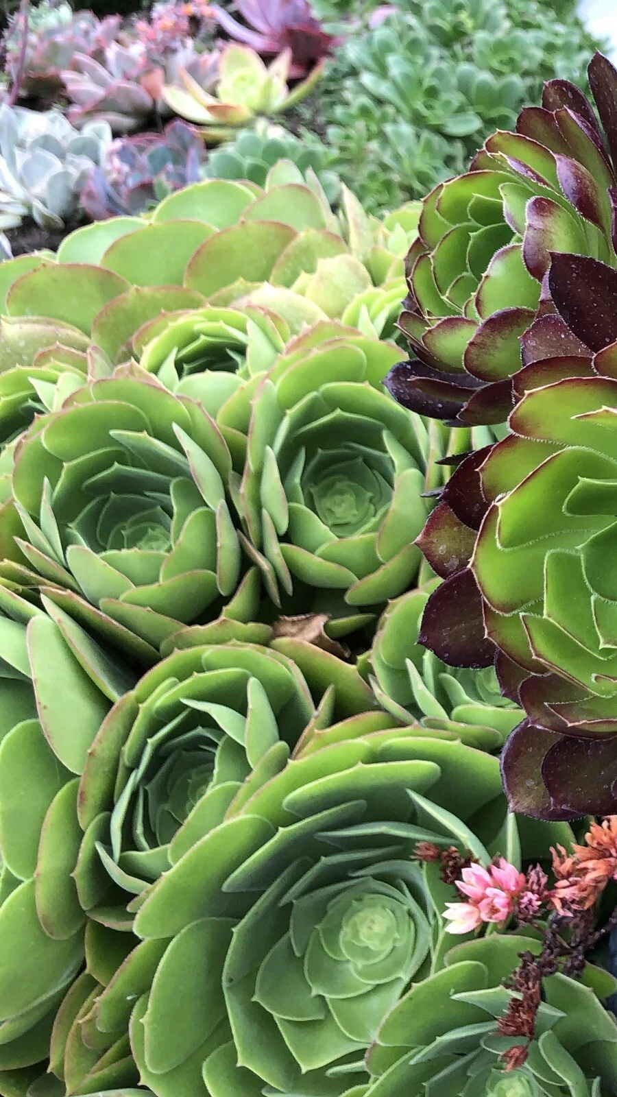 Rose Aeonium Succulent Cuttings – 2 Large Red-Tipped Rosettes for Rooting & Propagation, 6–8 Inches Wide