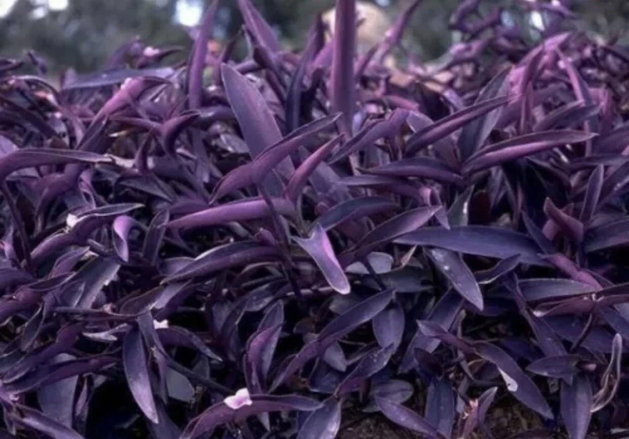 Purple Heart Cuttings – Tradescantia pallida – 5 Organic Plant Clippings for Indoor & Outdoor Gardening