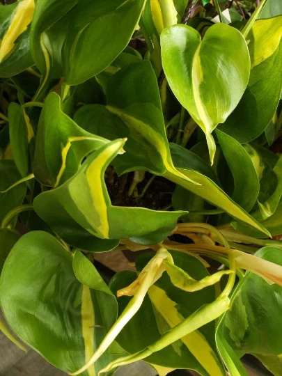 Philodendron Brasil Cutting – Heart Leaf Philodendron Cordatum Vine for Indoor Pots & Hanging Displays, Variegated Green and Yellow Plant