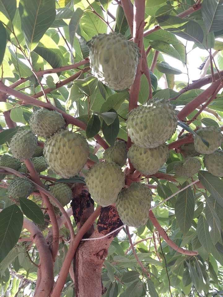 Cherimoya Live Cuttings – 8 Inch Organic Annona cherimola Fruit Tree Sticks for Planting