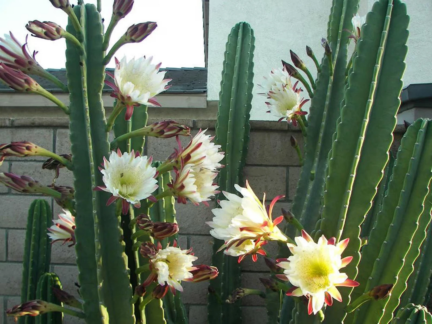 Apple Cereus Cactus Cutting – 12 Inch Columnar Stem for Rooting, Cereus hildmannianus, Indoor & Outdoor Succulent Plant