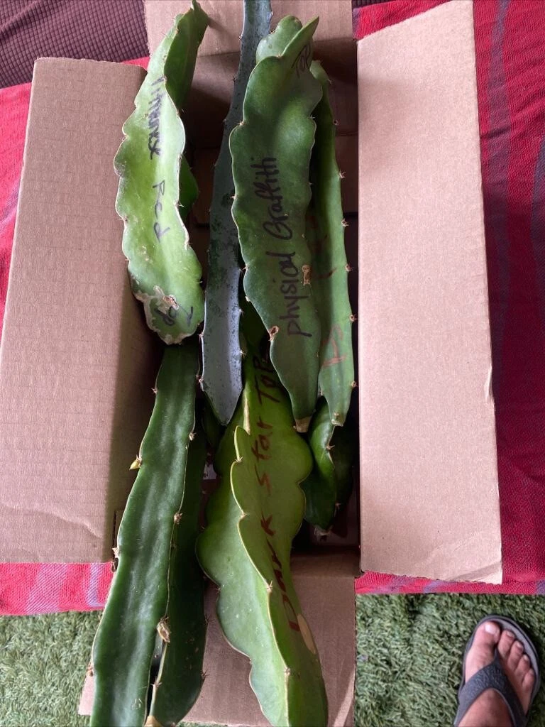 Dragon Fruit Cuttings for Planting – 19 Unrooted Pitaya Cactus Cuttings 8–12 Inches – Exotic Fruit Planting Supplies