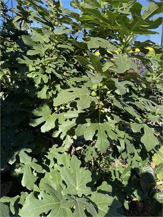 Dominick’s Fig Tree Cutting – 8+ Inch Propagation Stem with 3+ Nodes for Rooting Ficus carica