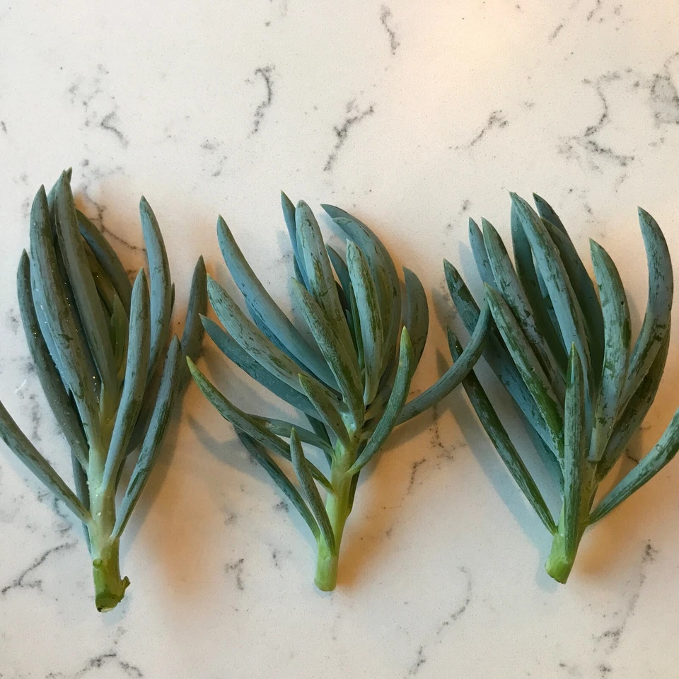 Blue Chalk Sticks Succulent Cuttings – Senecio Mandraliscae – 3 Live 5" Stems for Easy Propagation, Drought-Tolerant, Modern Garden Plant