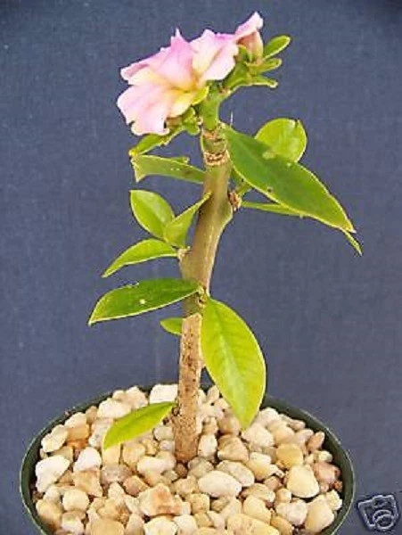 Pereskia grandifolia Live Cactus Plant Succulent Caudex Bonsai in 4 Inch Pot for Indoor Garden