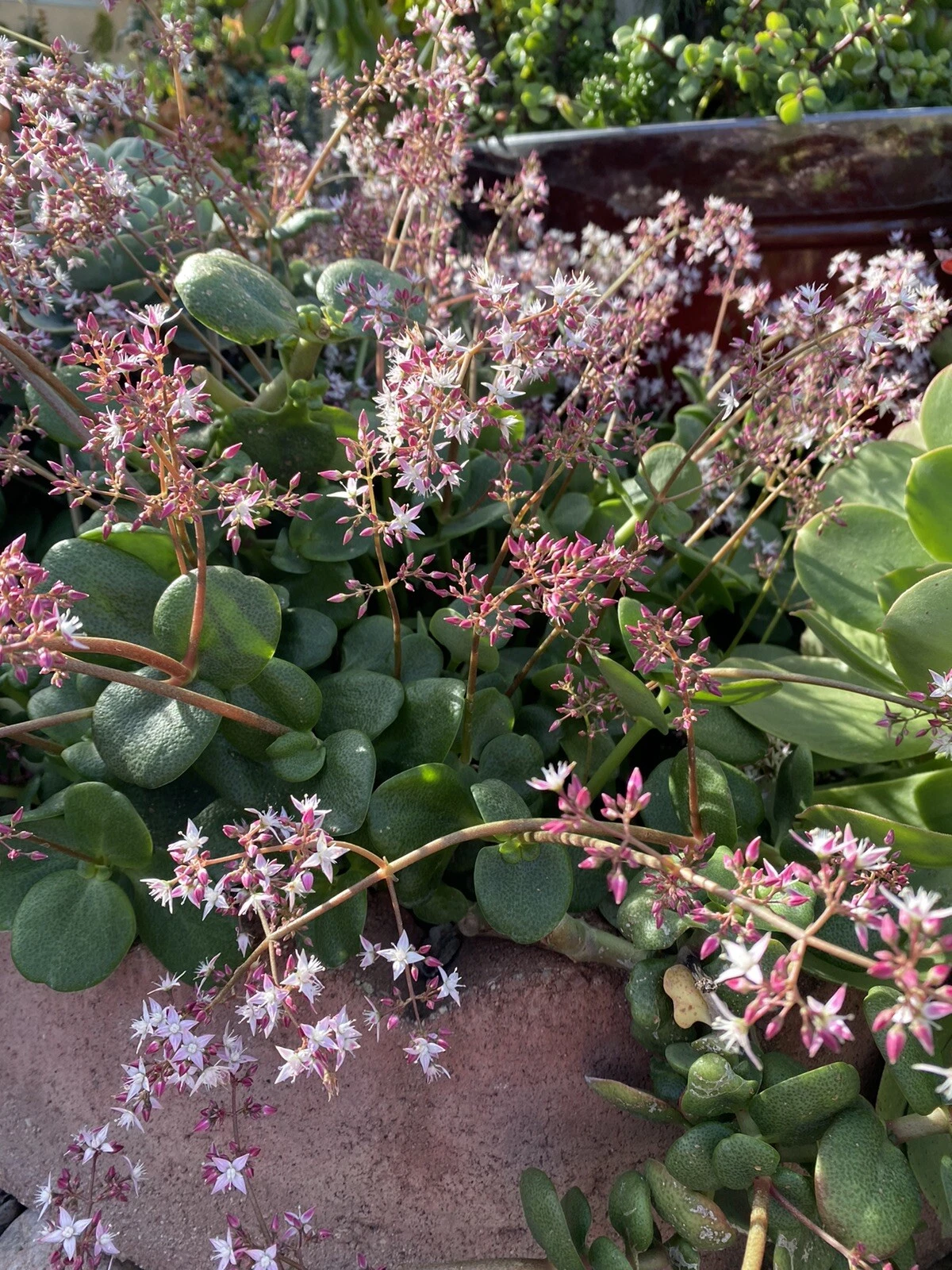 Fairy Crassula Unrooted Cuttings – 6 Crassula multicava Succulent Propagation Material for Indoor & Outdoor Growing