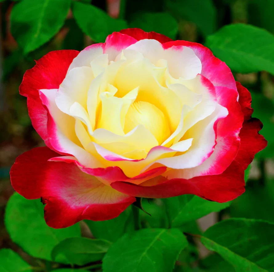 Double Delight Rose Live Plant – Bi-Color Fragrant Rose Bare Root Starter, 5-8 Inch Tall Garden Plant