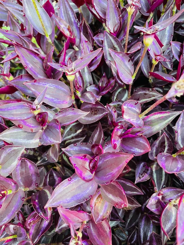 Wandering Jew Burgundy Cuttings – 5+ Purple Tradescantia Live Plant Stems – Unrooted Indoor Outdoor Garden Propagation