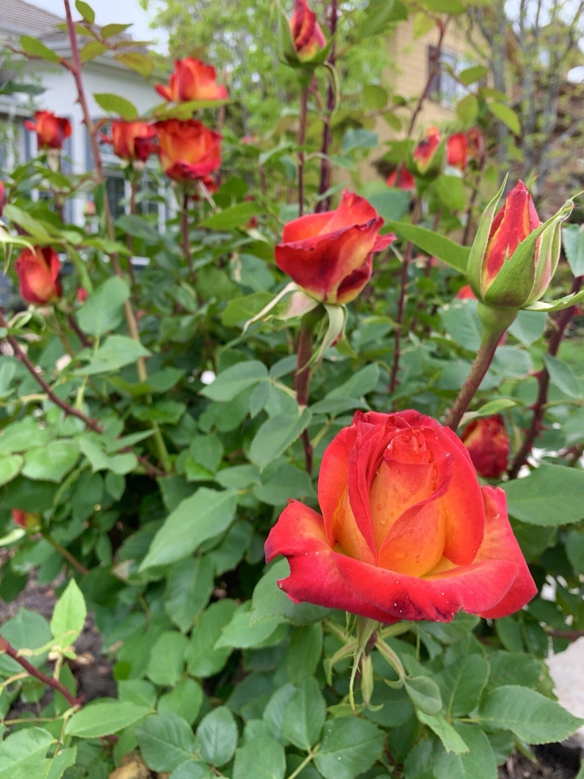 Yellow-Orange Rose Cuttings – 5 Fresh Stem Propagation Material for Garden Growth – Rosa Hybrid