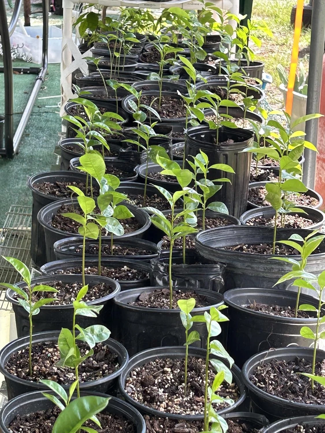 Annona Muricata Live Plant | Potted Soursop Graviola | Tropical Starter Plant with Green Leaves