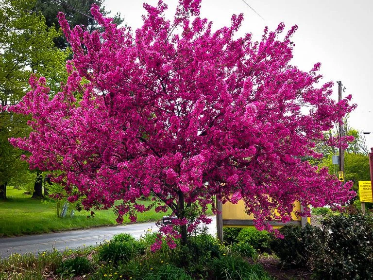 Prairifire Crabapple Scion Wood – 6 Hardwood Cuttings for Grafting – Malus Prairifire Ornamental Tree Propagation
