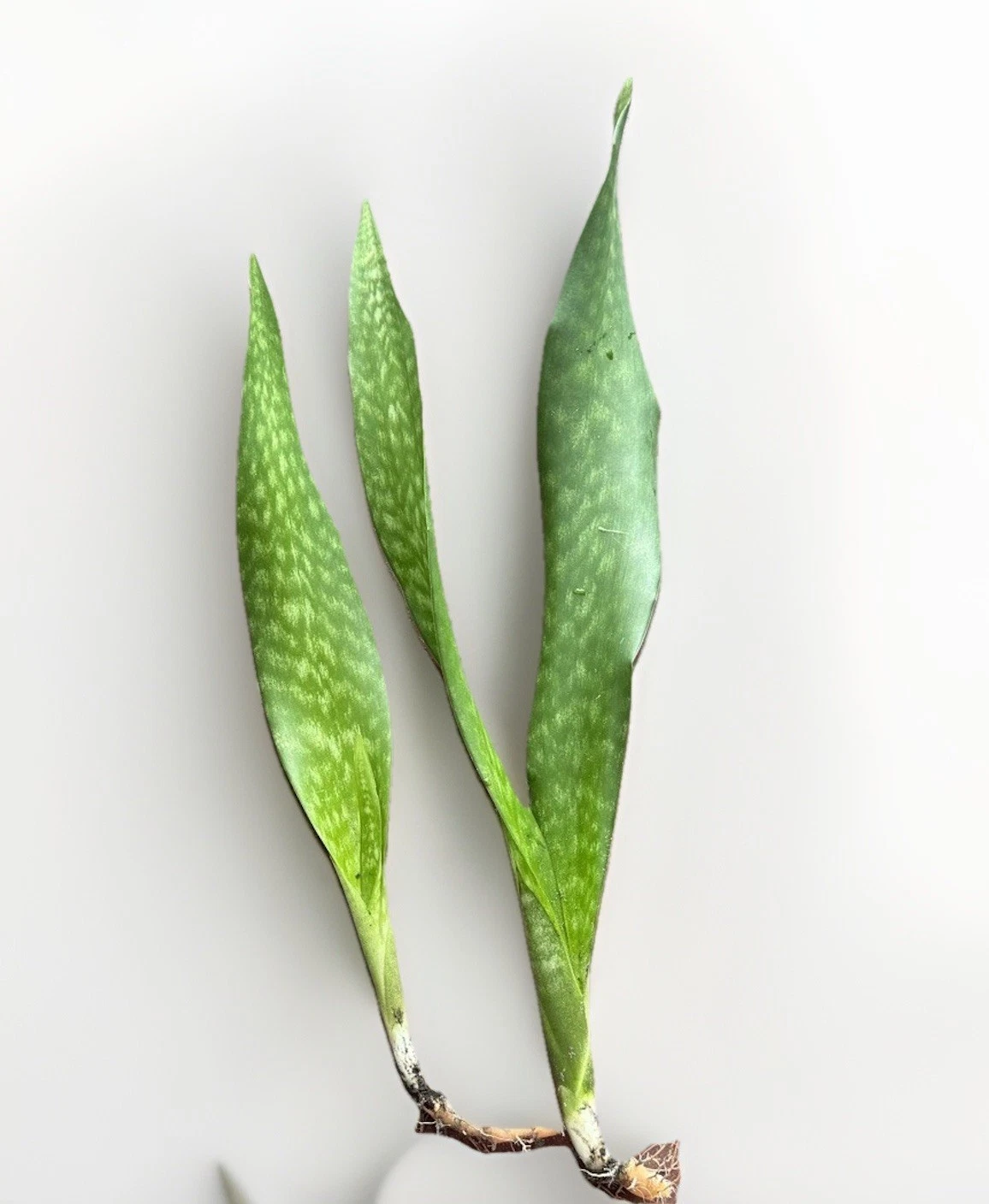 Snake Plant Rooted Set – Live Sansevieria Plants – Healthy Indoor Air-Purifying Greenery – Sansevieria trifasciata