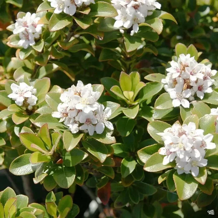 Yeddo Hawthorn Cuttings – 5 Unrooted Crataegus pinnatifida for Planting, Grafting & Propagation