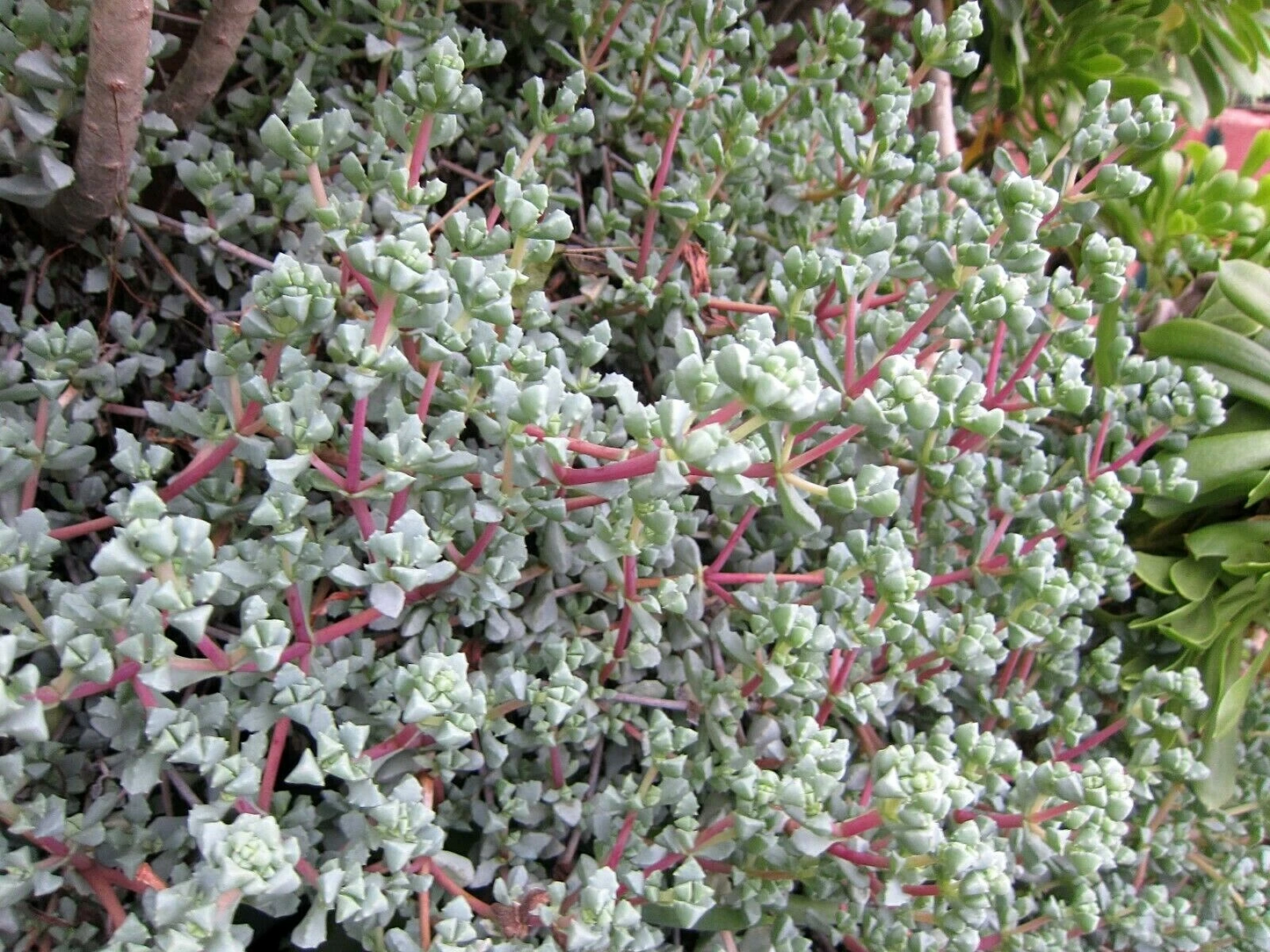 Unrooted Lampranthus deltoides Ice Plant Cuttings – Violet Succulent Groundcover Propagation, 8 Pack