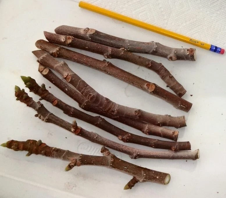 Texas Everbearing Fig Cuttings – 3 Fresh 6–8" Ficus carica Stems for Rooting, Hardy Fruit Garden Plant for Zones 6–11