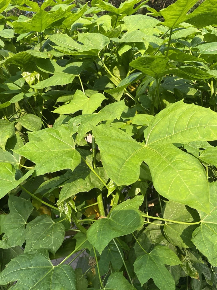 10 Chaya Maya Tree Spinach Cuttings – Cnidoscolus aconitifolius – Unrooted 6–8 Inch Tropical Perennial Shrubs for Gardening