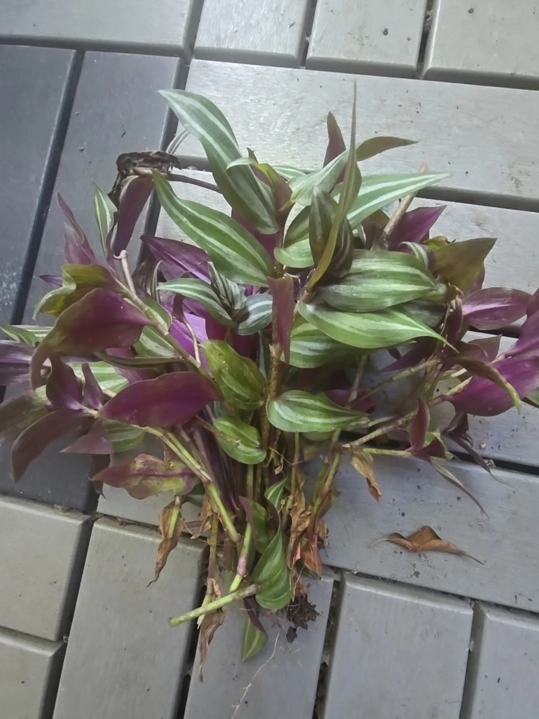 Tradescantia Zebrina Wandering Jew Cuttings – 10 Unrooted Trailing Houseplant Starters with Purple Silver Stripes