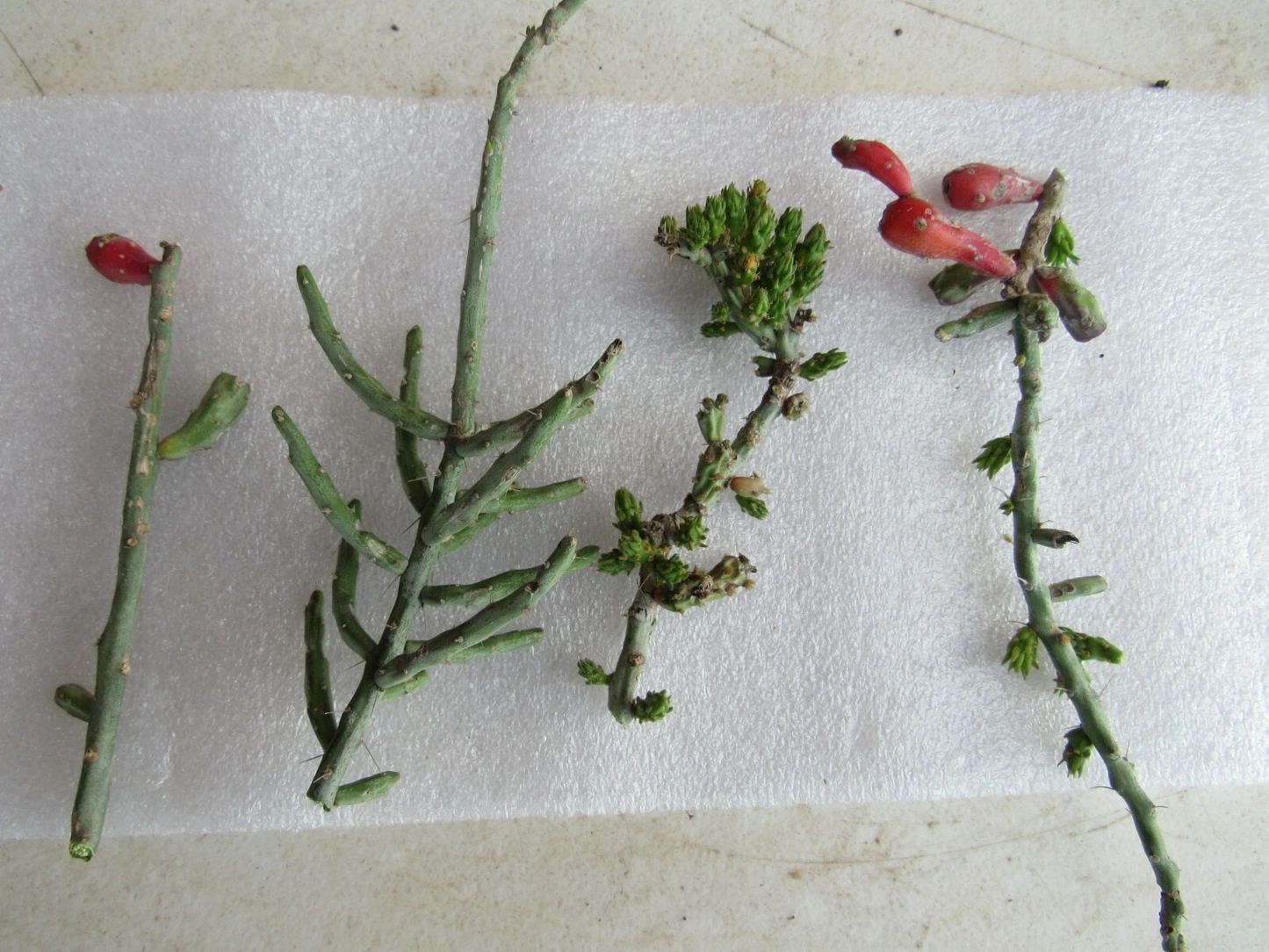 Christmas Cholla Cactus Cuttings – 4 Cylindropuntia Leptocaulis Segments – Tasajillo Desert Cactus – Succulent Propagation Plant