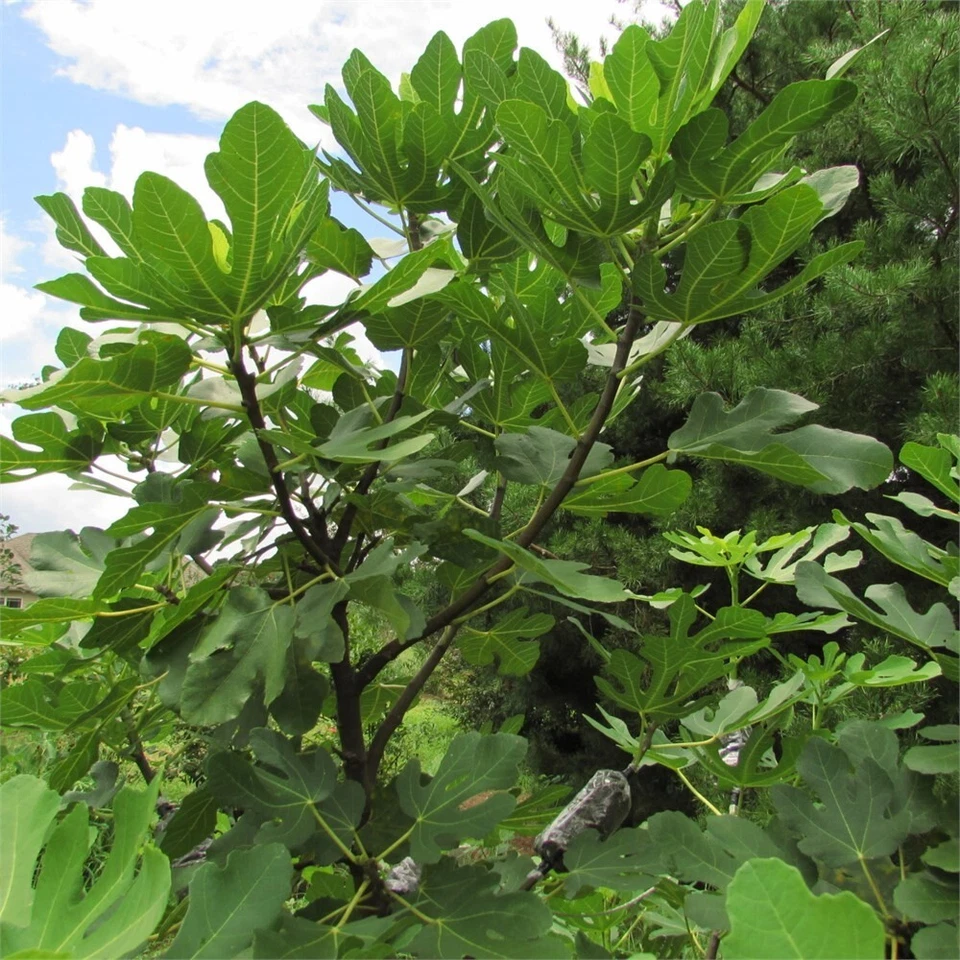 Smith Fig Cutting – Live Ficus carica Fruit Tree for Container or Garden Planting, Edible Fig Plant
