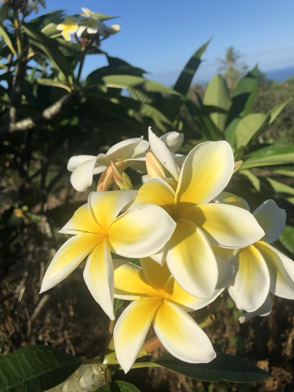 Yellow Plumeria Cutting – 10" Rooted Hawaiian Frangipani Single-Head Stem for Gardening and Landscaping
