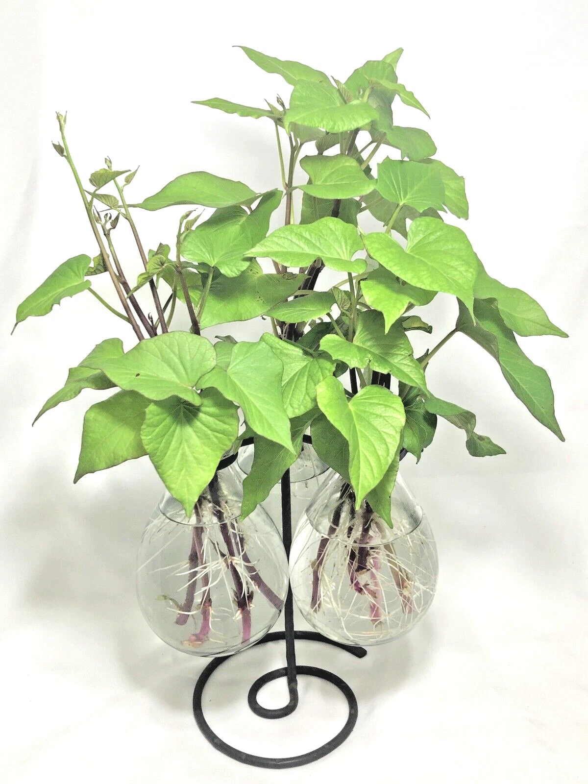 Stokes Purple Sweet Potato Slips – 10 Rooted Ipomoea batatas Cuttings for Planting, Vibrant Purple Flesh, Easy to Grow