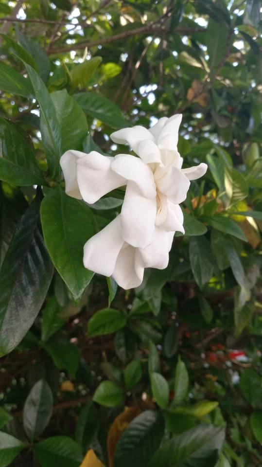 Florida Gardenia Cape Jasmine Cuttings – 10 Fresh Stems for Planting, Fragrant Double White Flower Shrub, Gardenia jasminoides