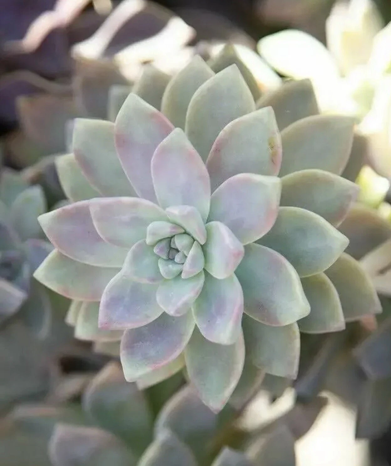 Ghost Plant Succulent Cuttings – 4 Unrooted Graptopetalum paraguayense Stems 3–4 Inches for Propagation and Planting