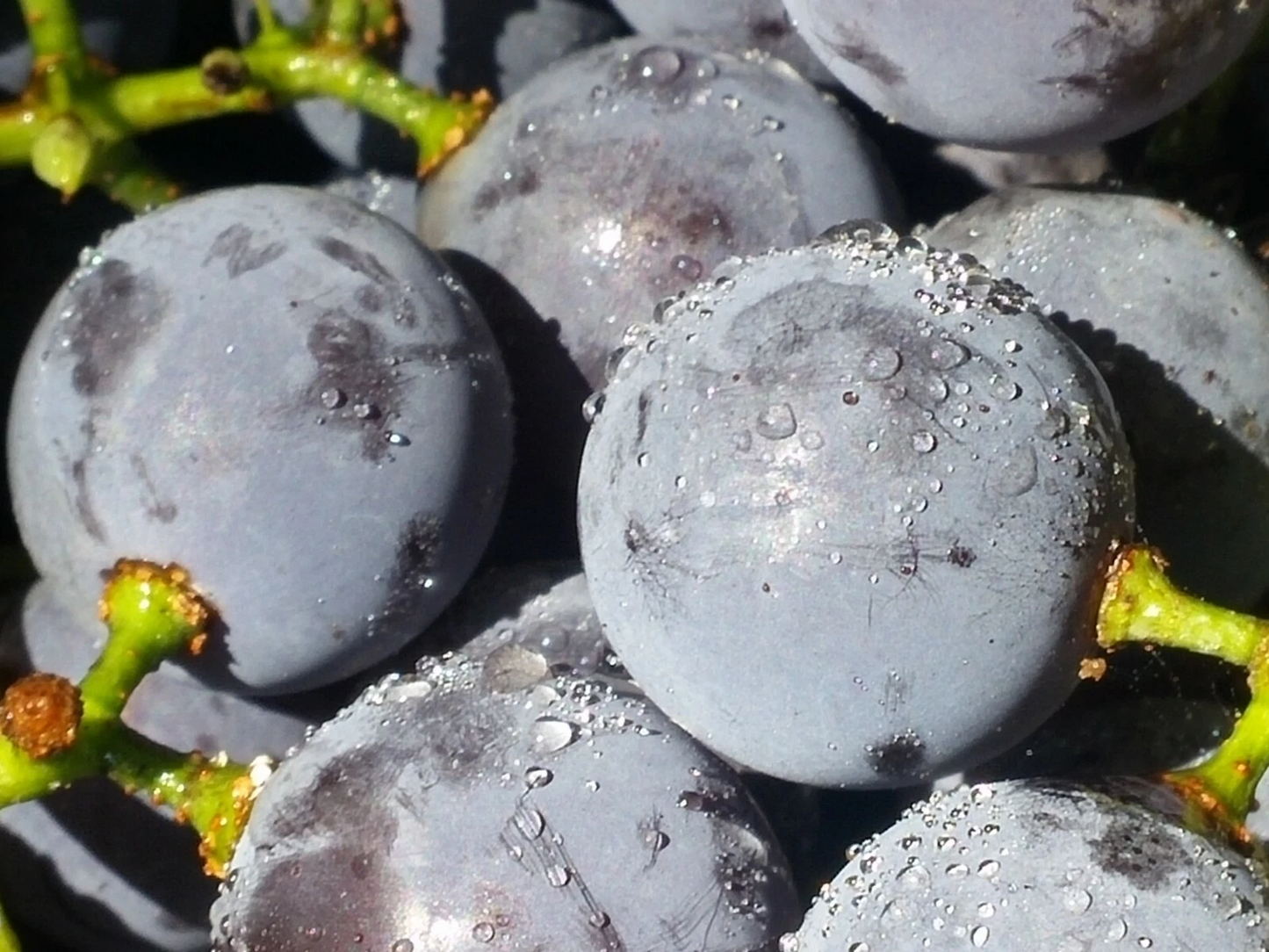 Concord Grape Cuttings – 12 Unrooted Vitis labrusca Seeded Grape Vines for Planting, Climbing Fruit Vine