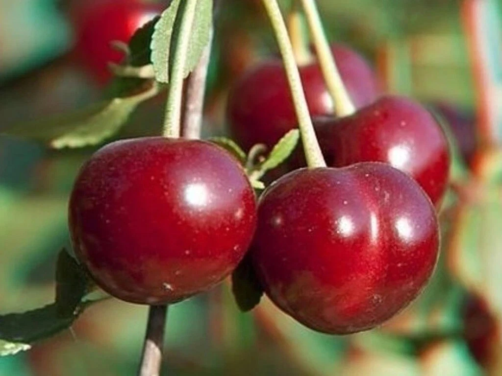 Sour Cherry Cuttings Set – Wanda & Star of Vytenai Prunus cerasus Grafting Propagation 6 Scions