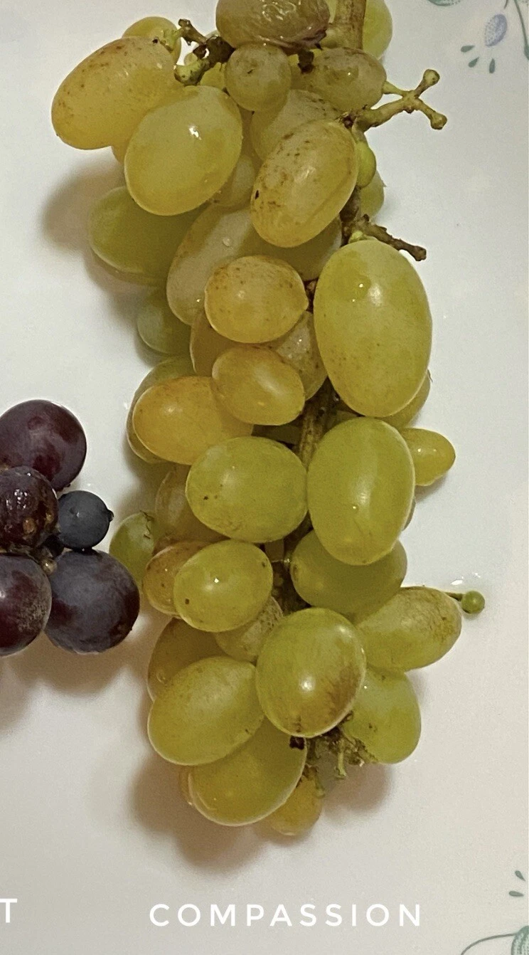Compassion Grape Cuttings – 4 Unrooted Stems with 2–3 Nodes for Grafting or Rooting, Vitis vinifera