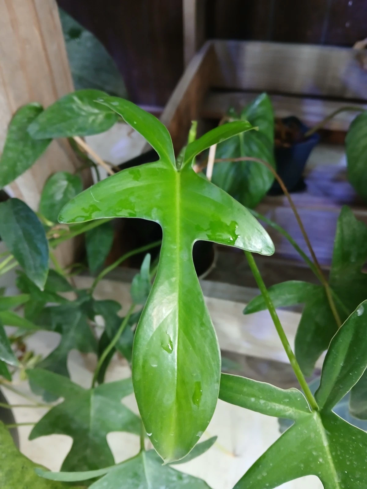 Philodendron ‘Glad Hands’ Cuttings – 5 Unrooted Aroid Propagation Starter – Tropical Houseplant Cuttings for Indoor Gardening