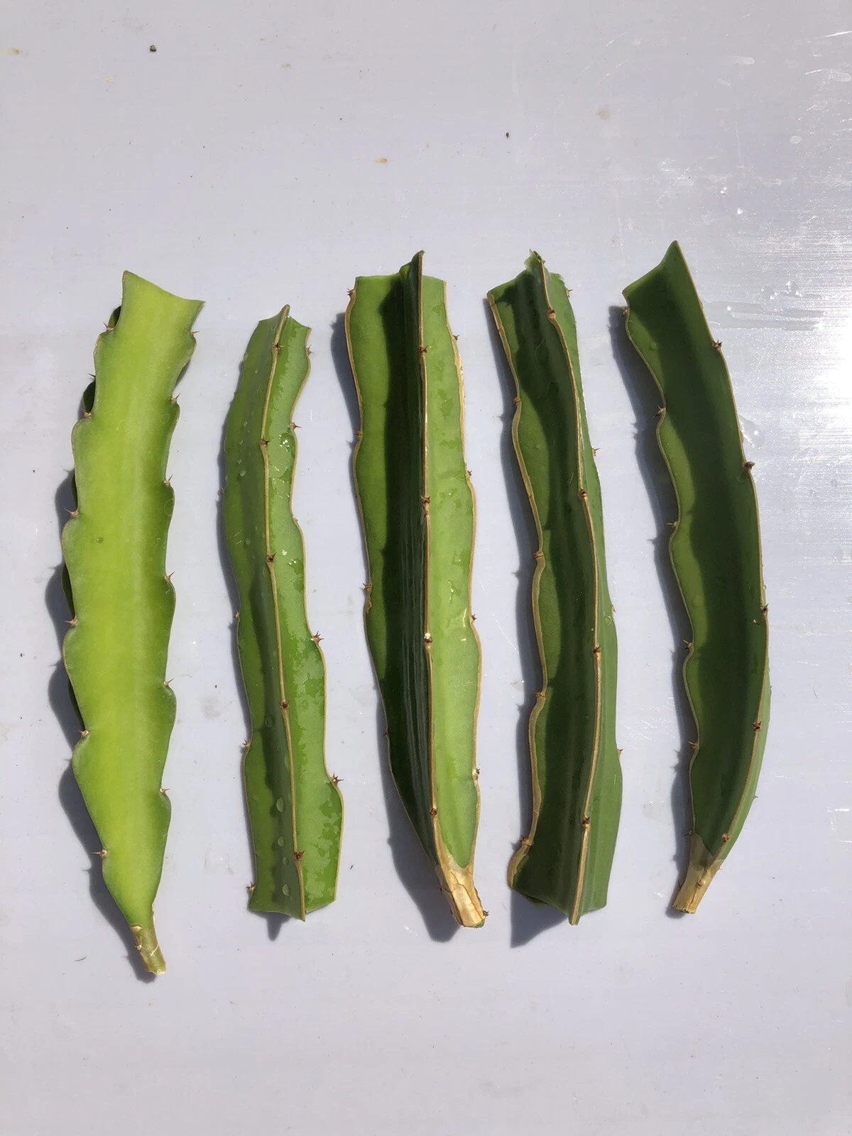 White Dragon Fruit Cuttings – 5 Unrooted Pitaya Cactus Pieces for Gardening and Indoor Growing