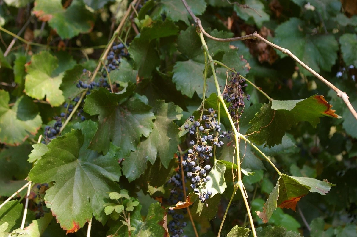 Wild Grape Vine Cuttings – 5 Unrooted Vitis spp. Climbing Plant for Propagation, Organic Grown, Non-GMO